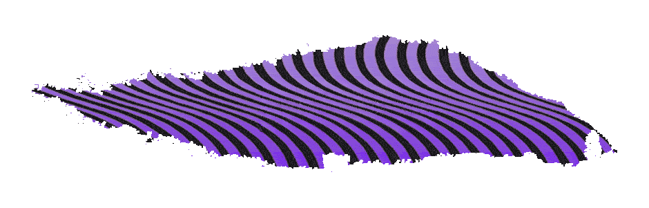 Abstract curved leaf shape with alternating black and purple wavy stripes.