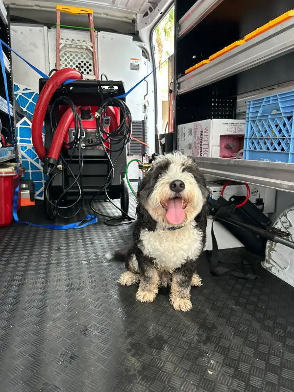 Black and white curly-haired dog sitting on the floor inside a work van with equipment and storage shelves.