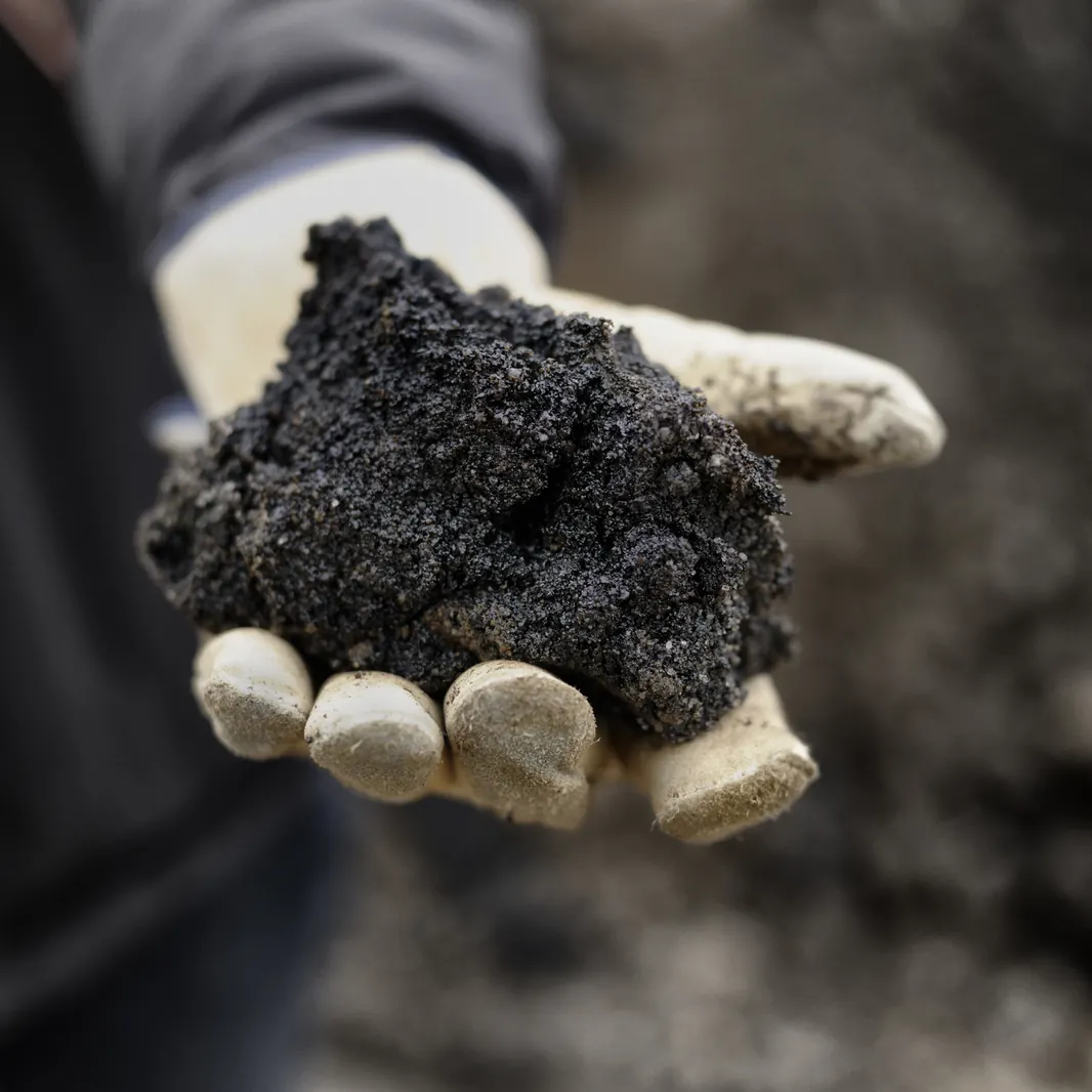 Gloved hand holding a sample of oil sands