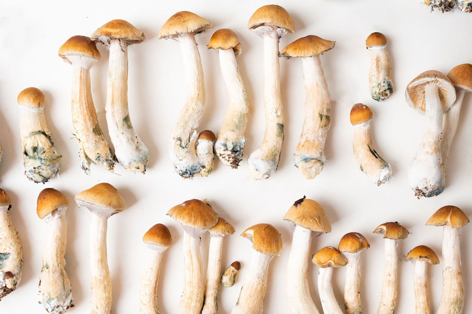 Official site image from Mother Earth Mushroom Church showing community, sacrament, ceremony, or venue context.