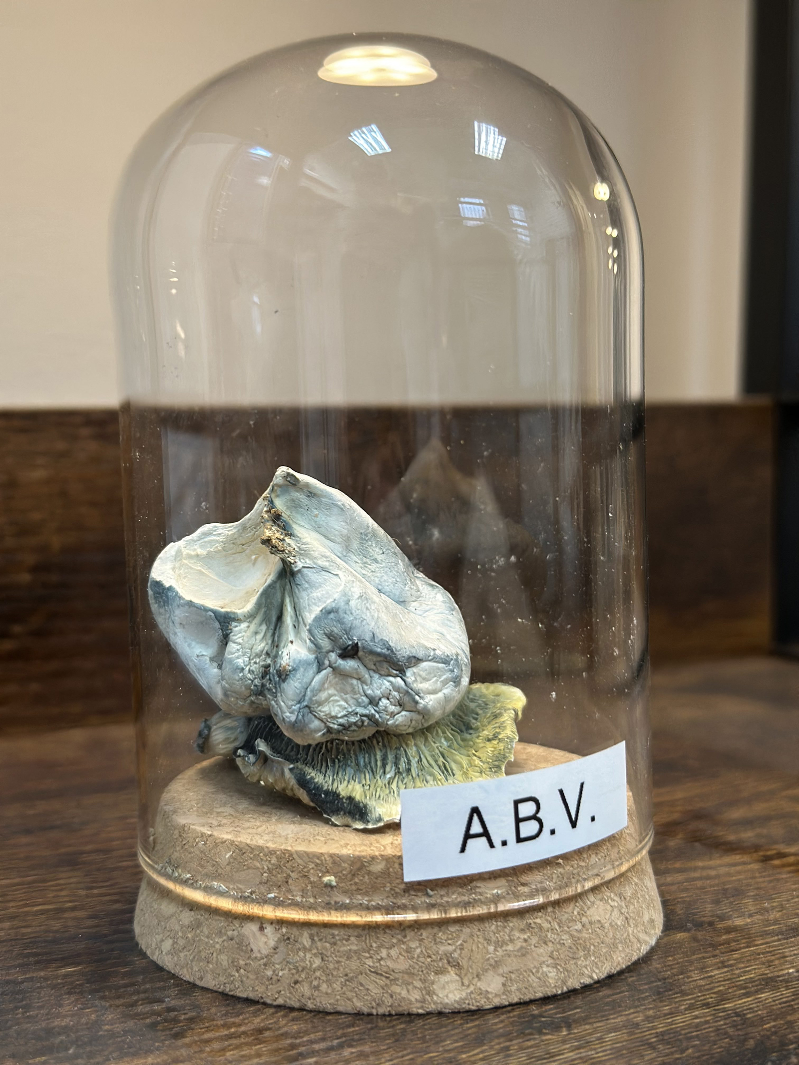 ABV Albino Bluey Vitton