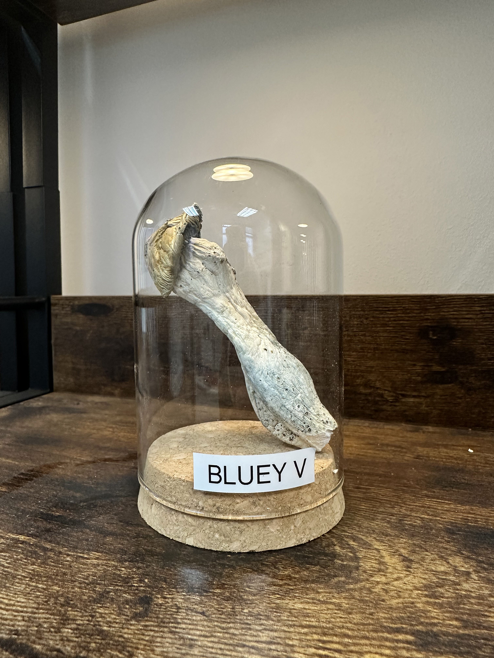 Bluey V