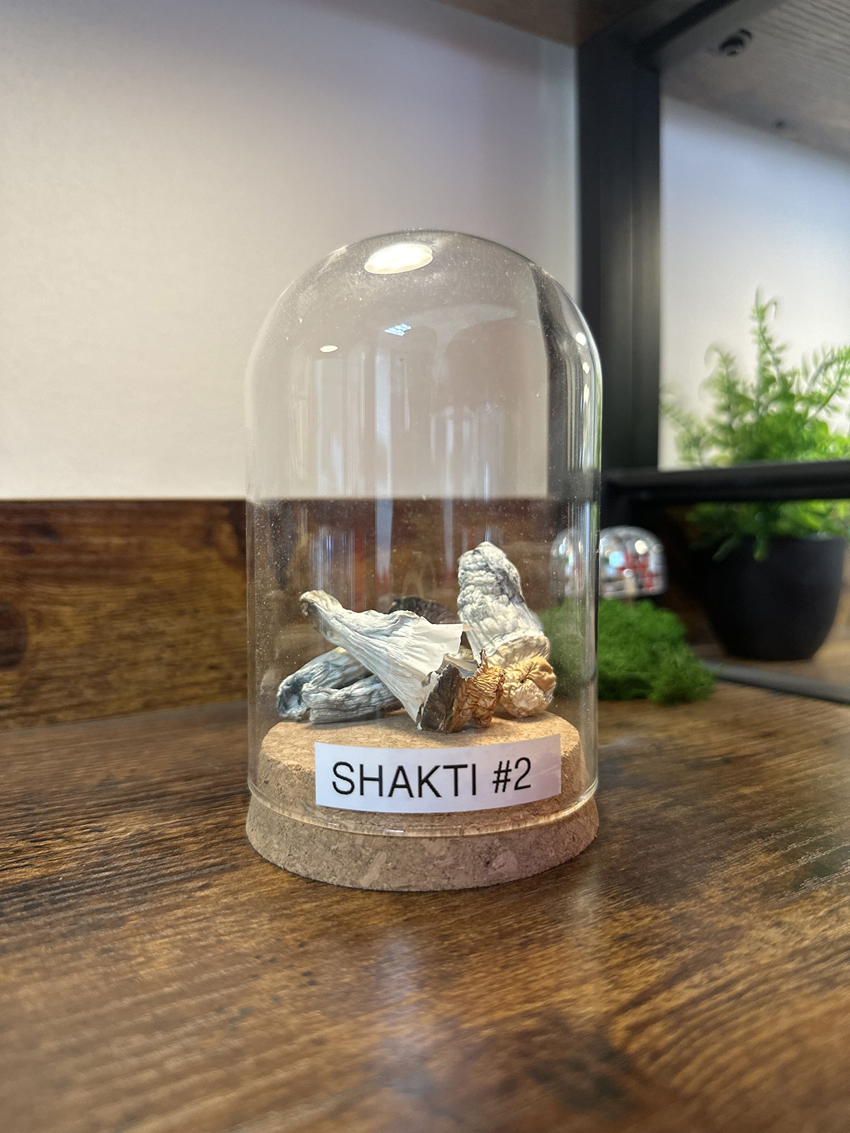 Shaktibomb #2