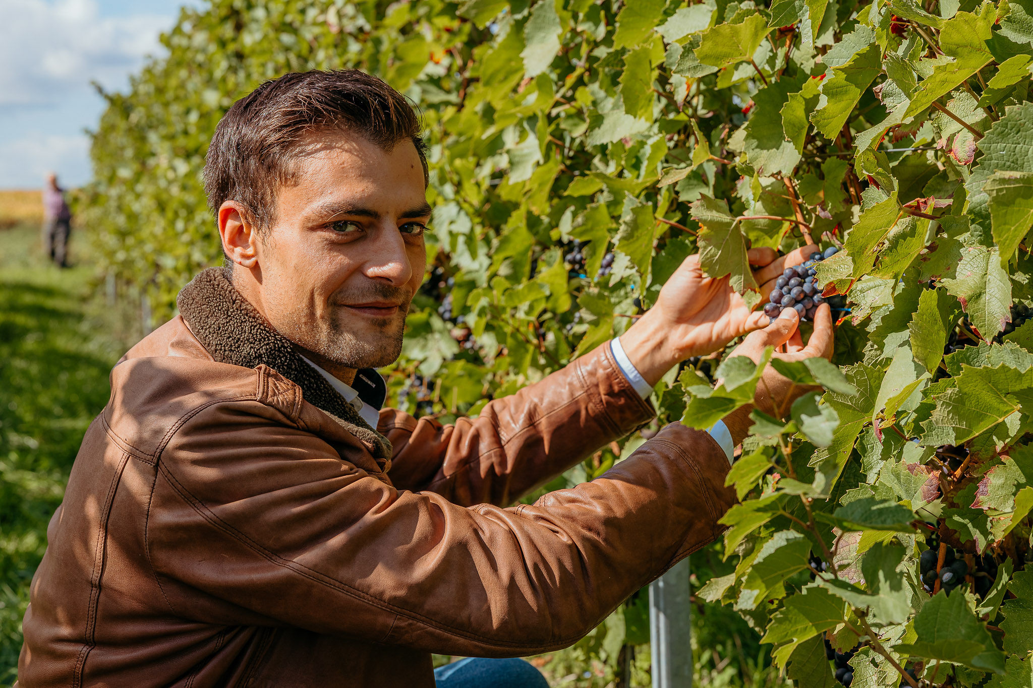 Inspecting grape bunches among the vines