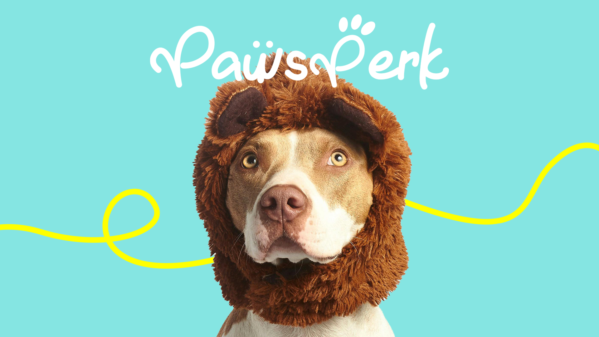 Pawsperk Brand Design