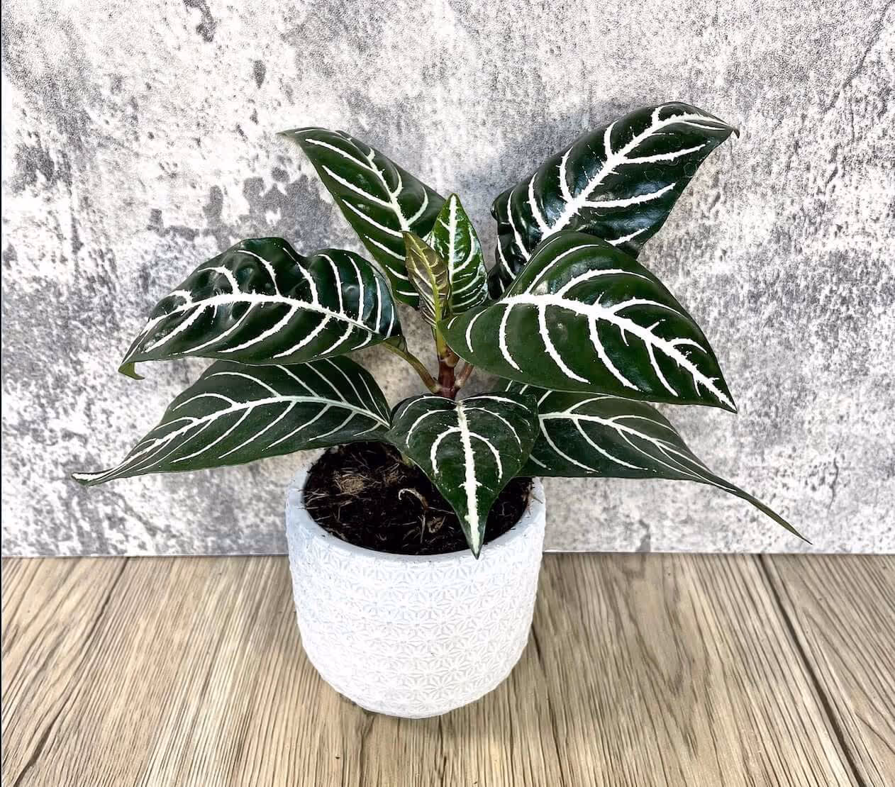 condo indoor plants placed into wooden table 