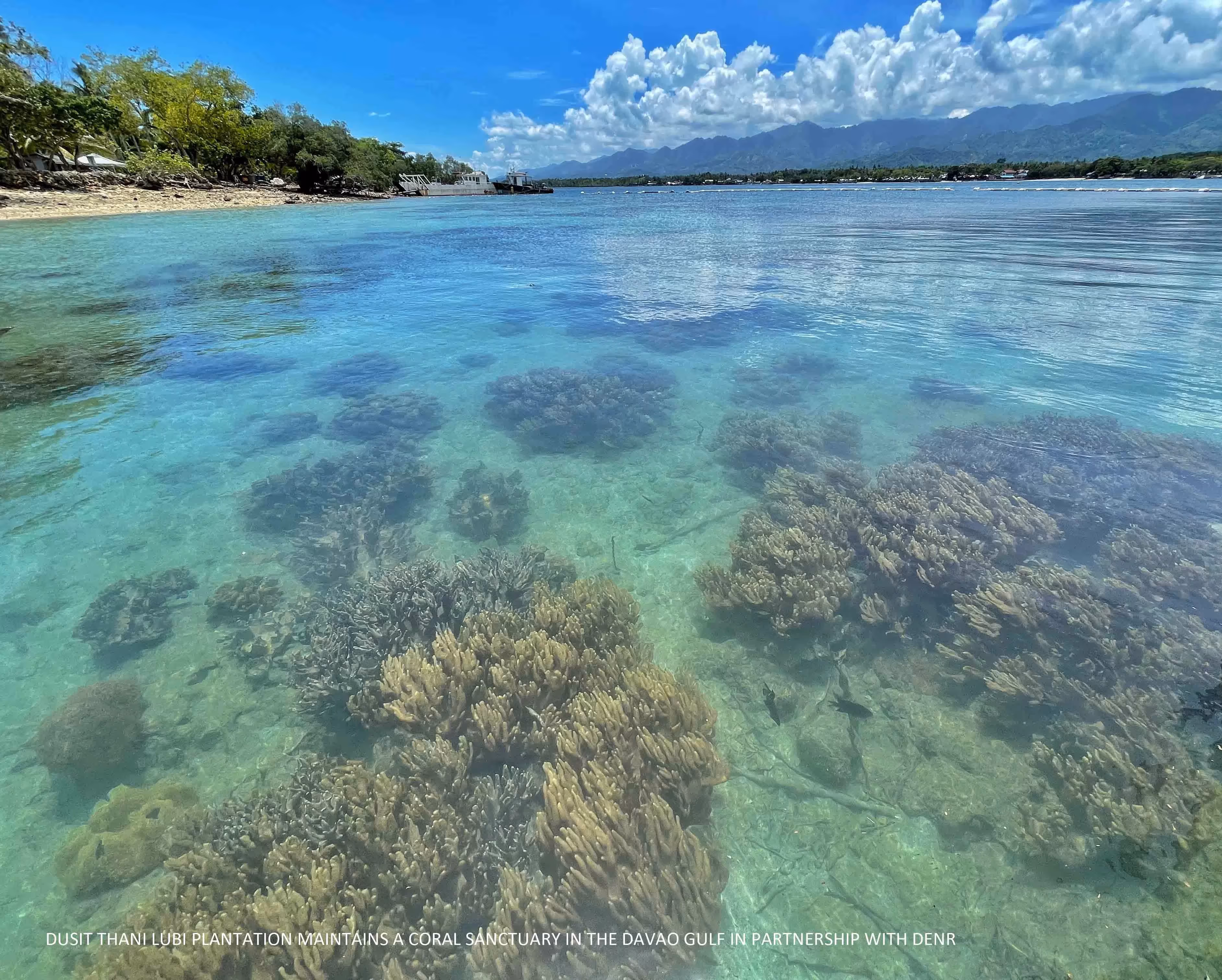 actual photo of coral sanctuary in the davao gulf
