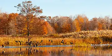 Presque Isle, Erie, PA. Canadian geese are taking off water for a flight.