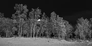 Black and white photograph showing a full moon rising behind grey cottonwood trees with full foliage against a black sky at Presque Isle, with stark tonal contrasts reminiscent of Ansel Adams' work.