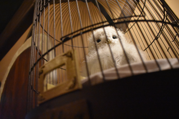 Une chouette en cage