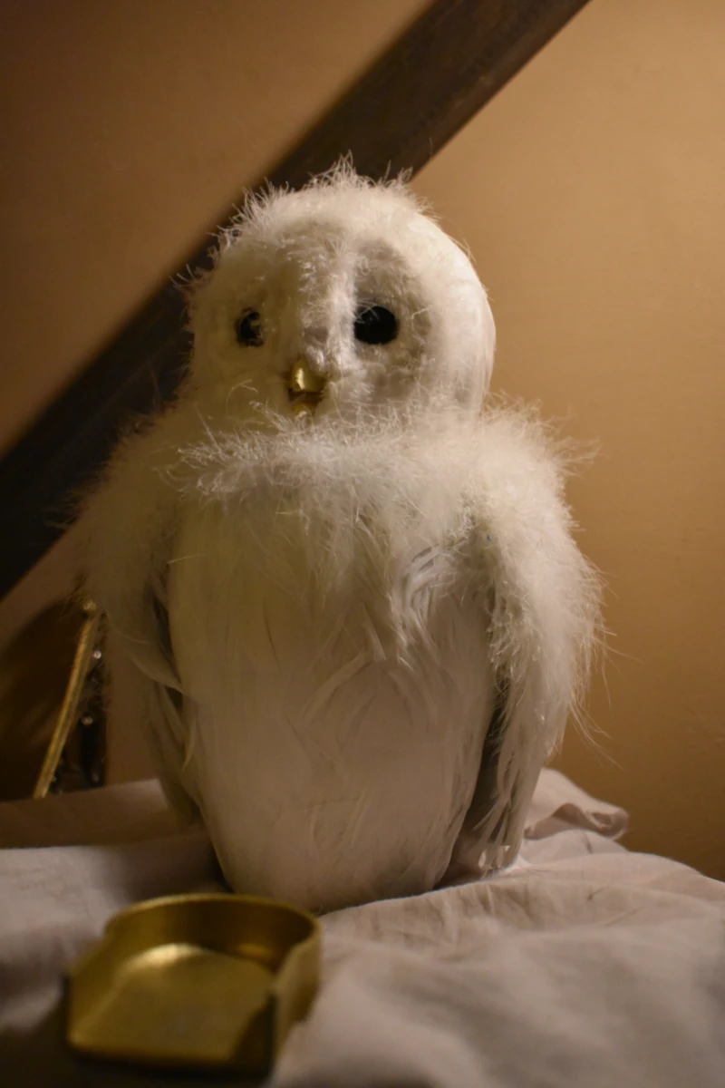 Une chouette blanche et très mignonne