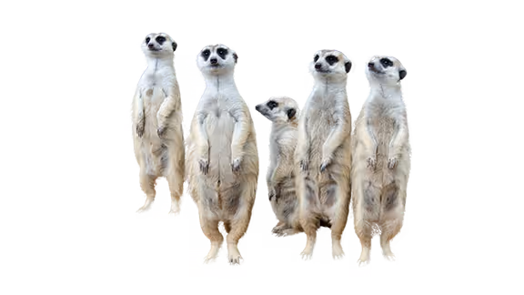 Erdmännchen gucken suchend durch die Gegend