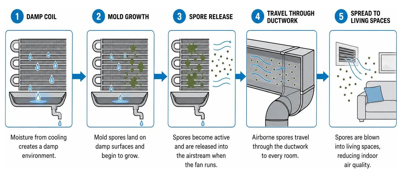 diagram showing how mold grows on a damp evaporator coil and spreads spores through the ductwork