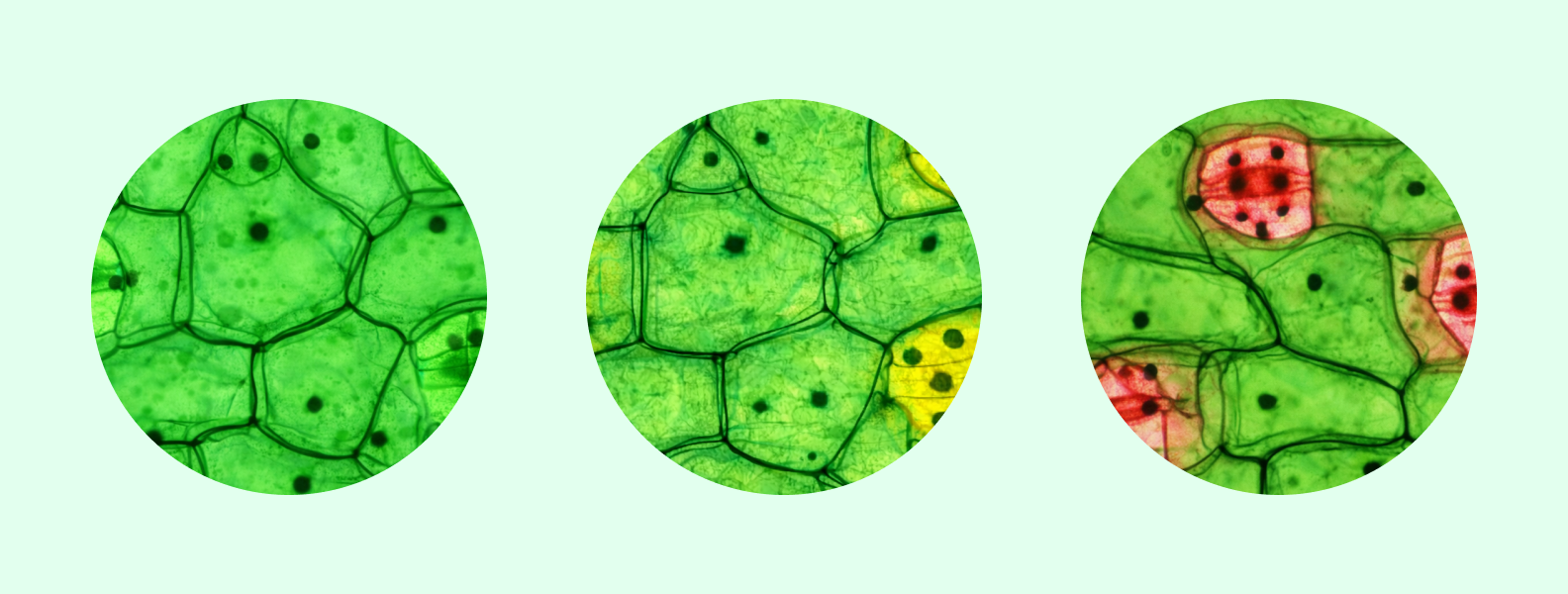 изображение под микроскопом