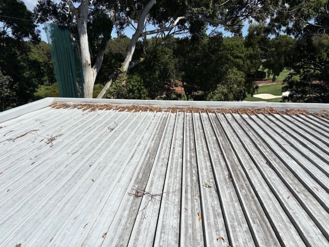Leaf litter and twigs collected along a corrugated metal roof beside gum trees