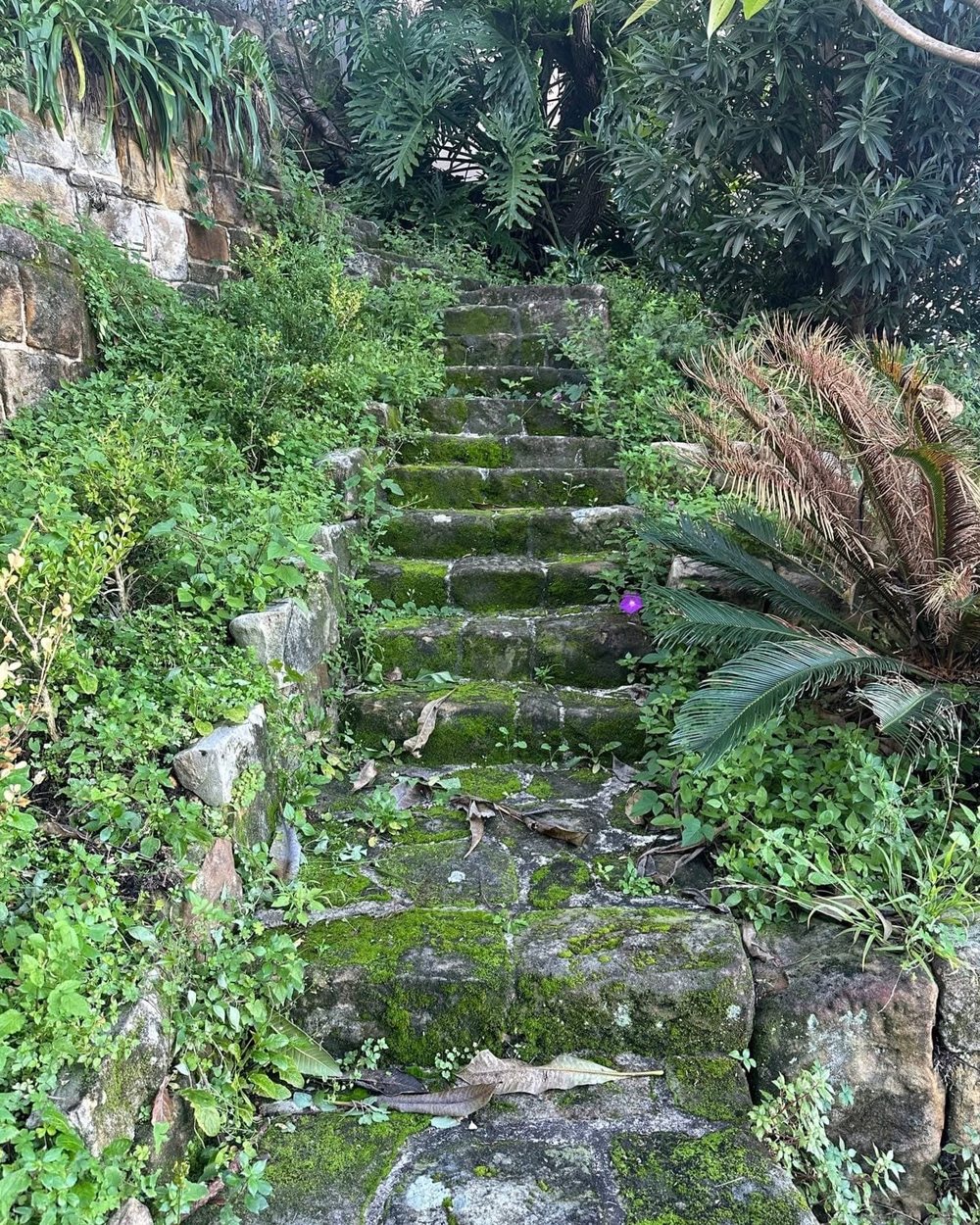 Sandstone garden steps in Sydney overgrown with moss and weeds before pressure washing.