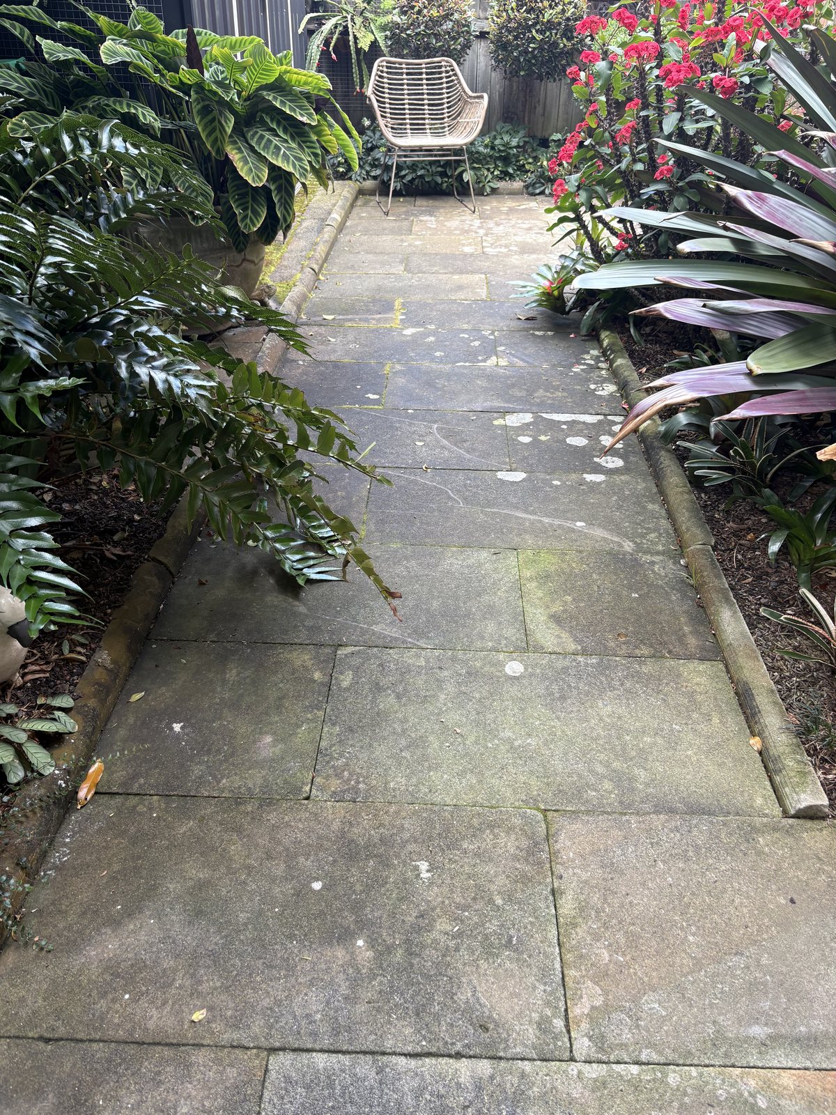 Sandstone garden path in Balmain before cleaning, grey with moss and algae