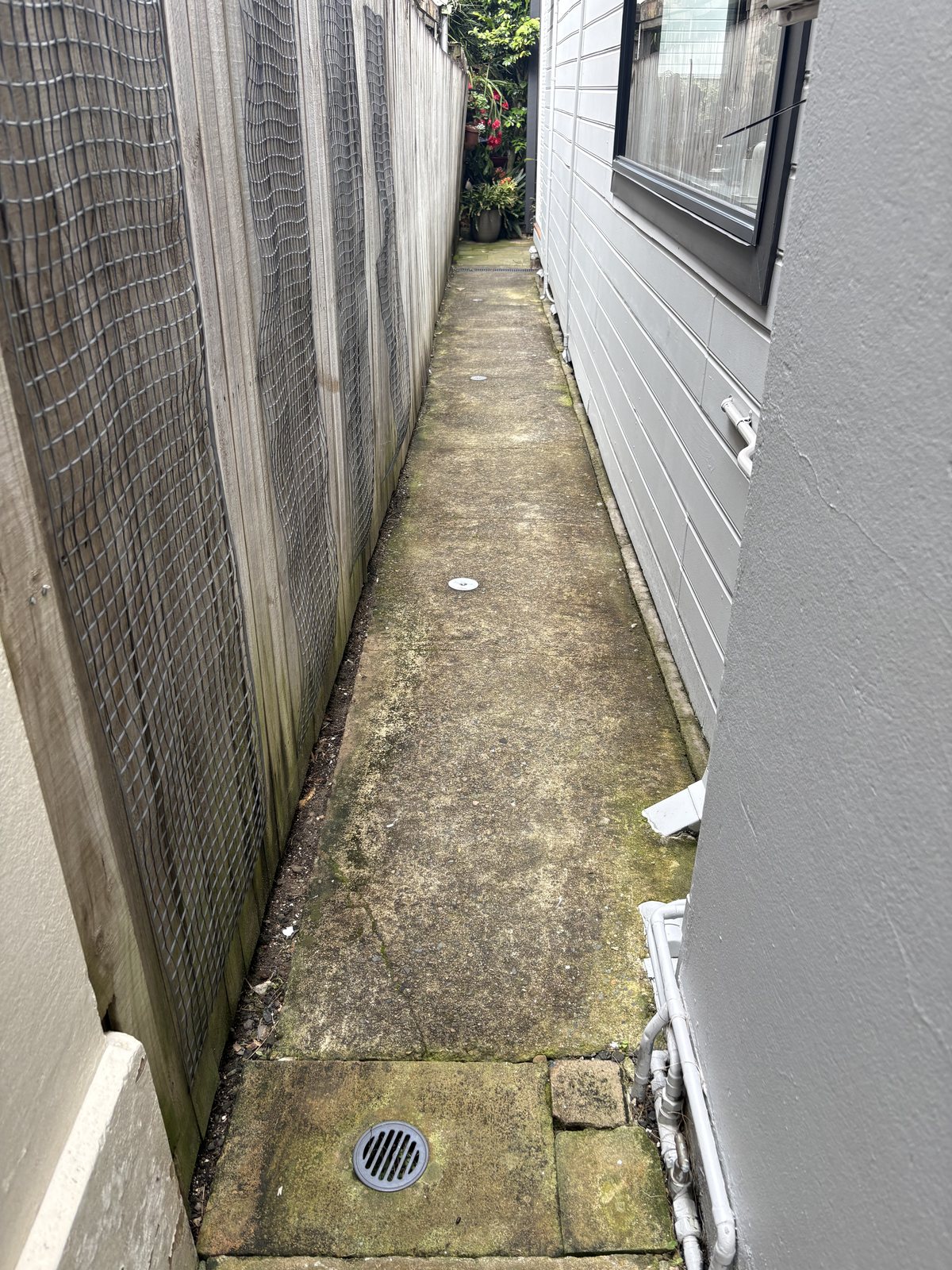 Concrete side passage in Balmain before pressure cleaning, covered in moss