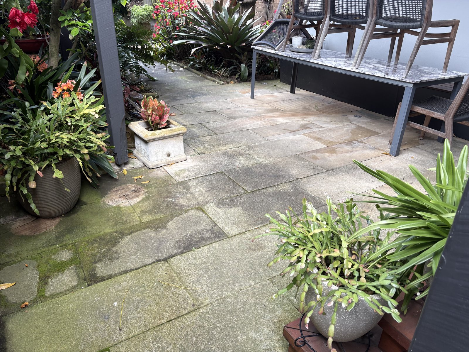 Sandstone courtyard in Balmain before pressure cleaning, darkened by moss and algae