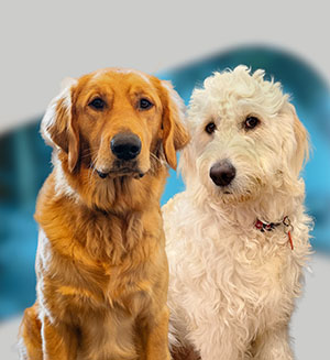 Bear and Nala