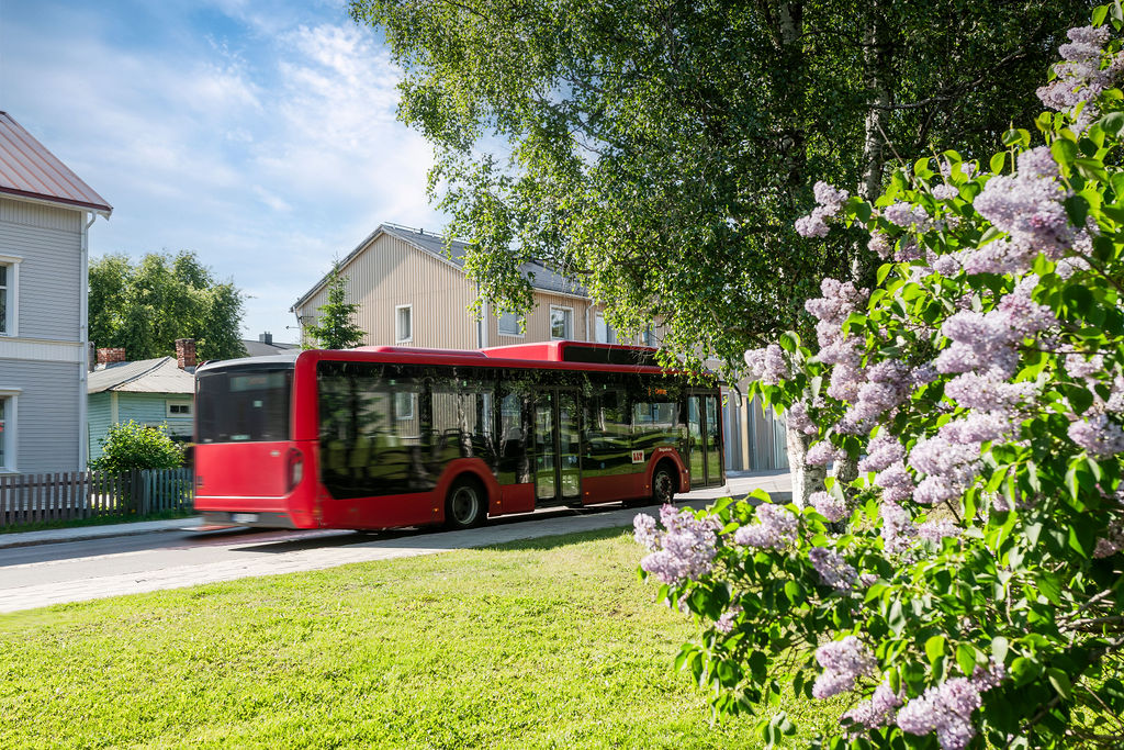 Bild på en röd LLT buss av märket MAN som kör på en gata i ett bostadsområde. I bakgrunden syns flera trähus i två våningar och i förgrunden syns en blommande lila syrenbuske