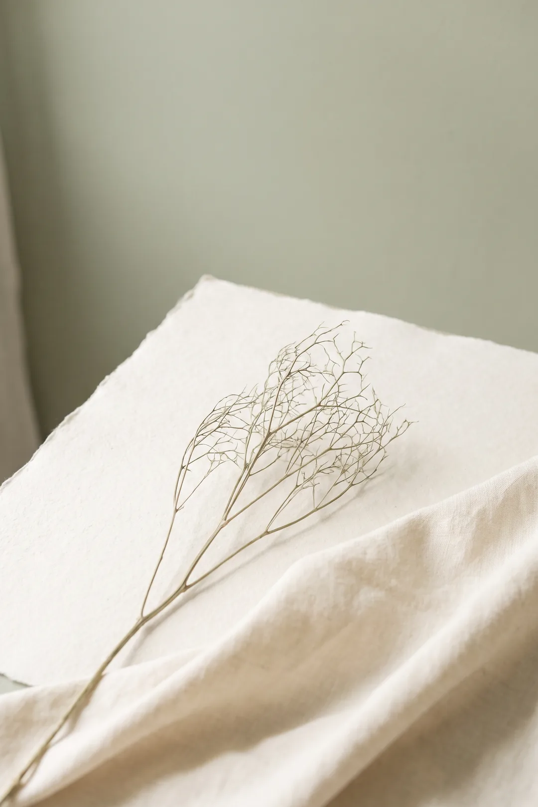 Imagen ilustrativa: rama seca con ramificaciones finas sobre papel blanco, medio tapada por un paño de lino crema