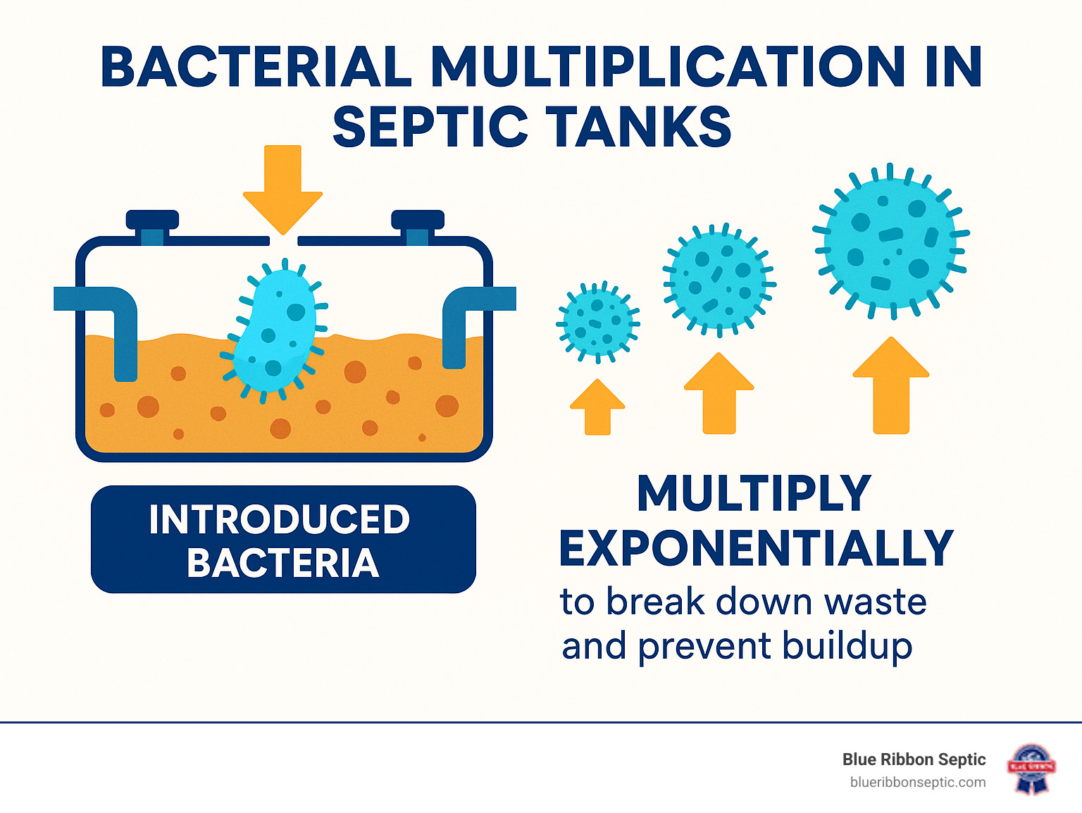 Bacterial multiplication cycle in septic tanks showing how introduced bacteria multiply exponentially to break down waste and prevent buildup - best treatment for septic tanks infographic Bacterial multiplication cycle in septic tanks showing how introduced bacteria multiply exponentially to break down waste and prevent buildup - best treatment for septic tanks infographic