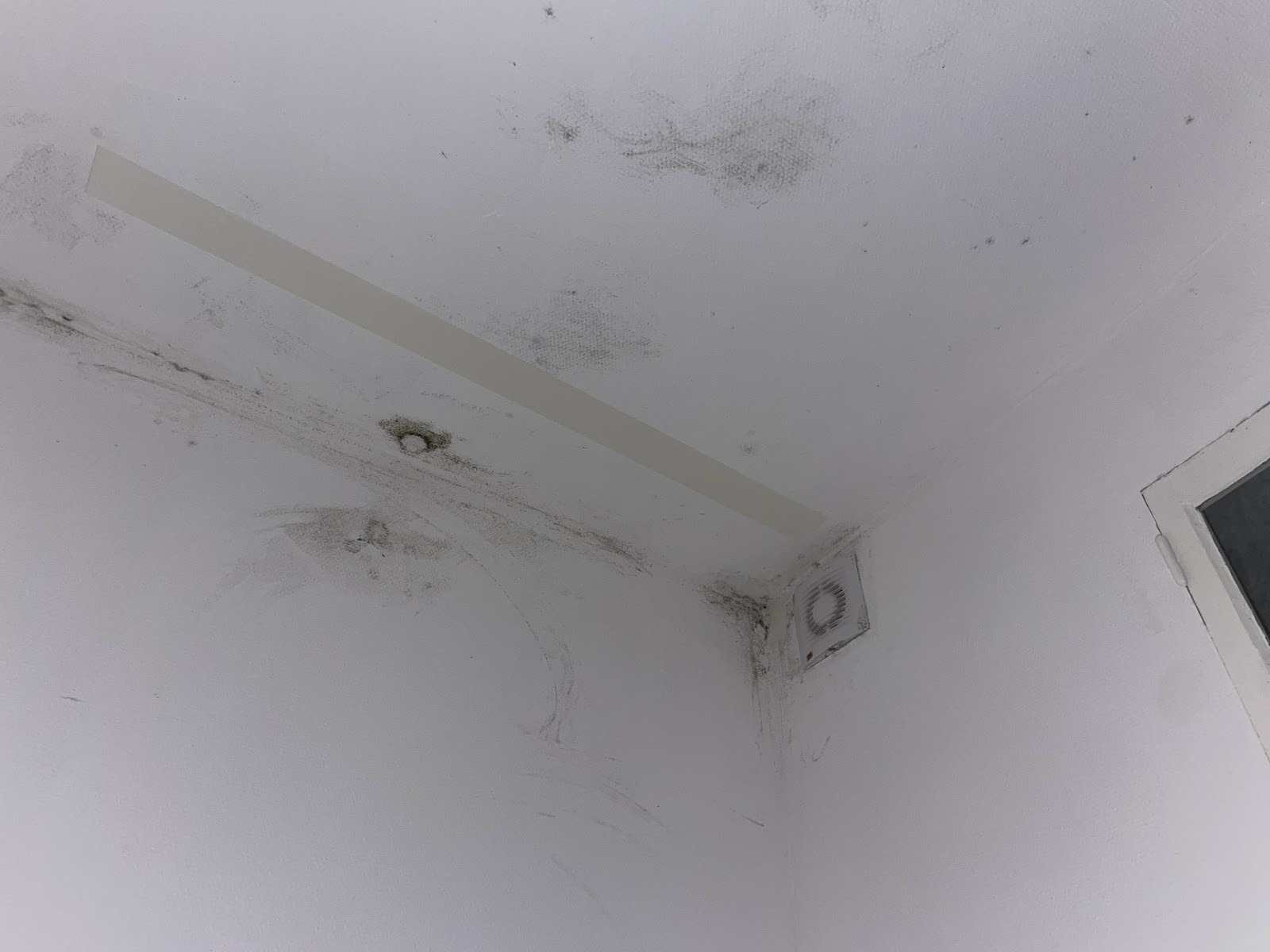 Progression de la moisissure semaine 3