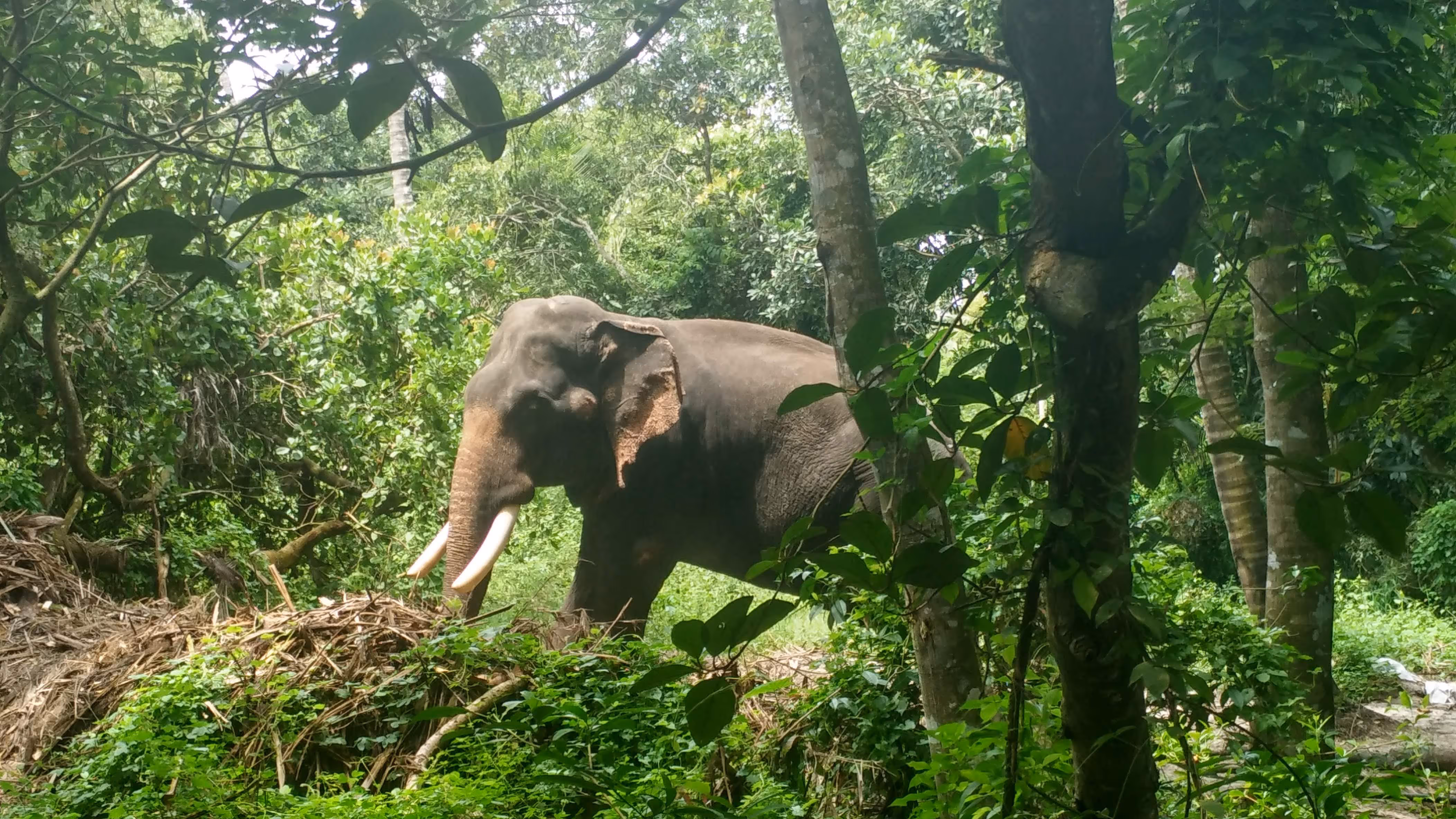 Elephant with large tusks walking through dense green forest vegetation.