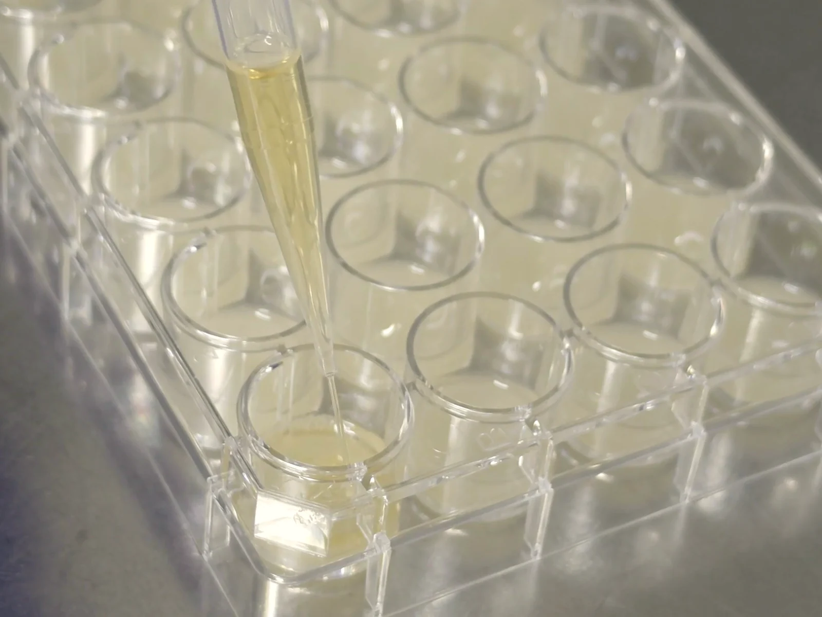 Pipetting a microbial inoculum into a well of the hydrogel