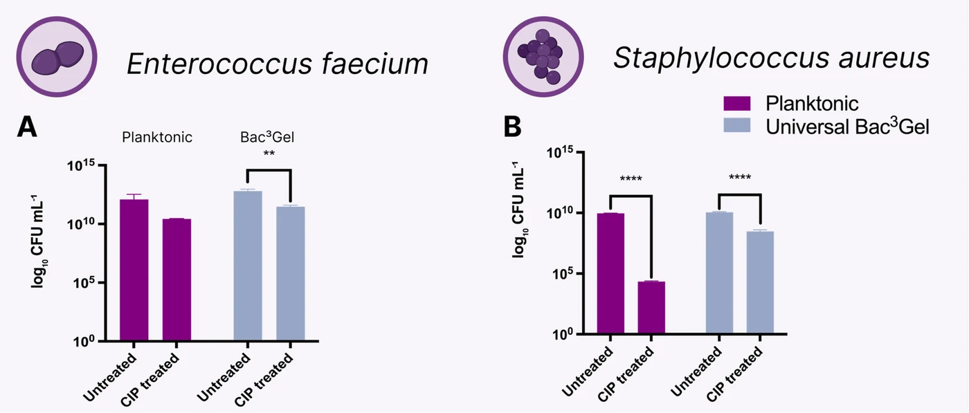 Figure from the Universal-Bac³Gel paper: CFU counts of E. faecium and S. aureus, planktonic versus Universal Bac³Gel, untreated and ciprofloxacin-treated