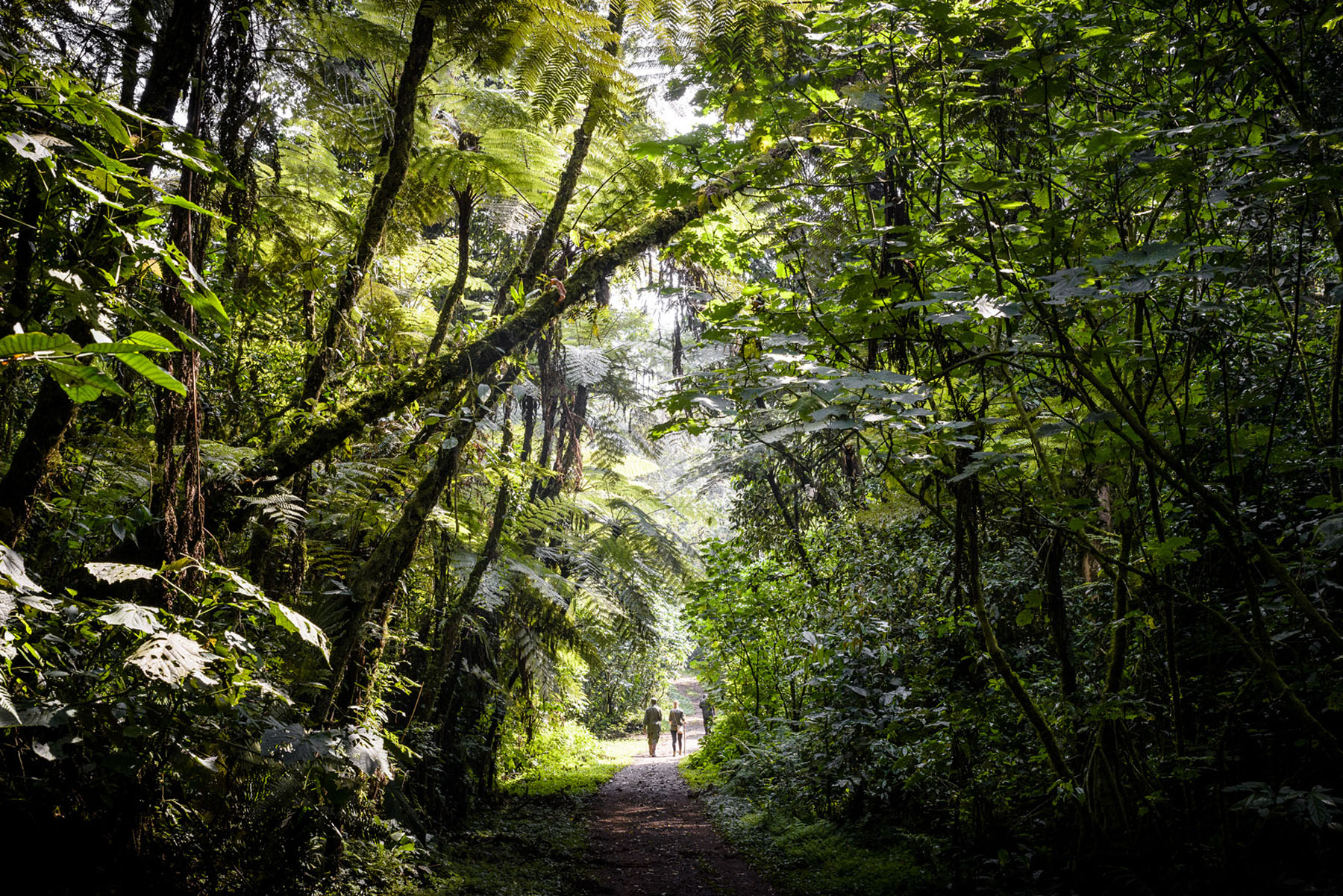 Misty rainforest canopy in Uganda, home to mountain gorillas
