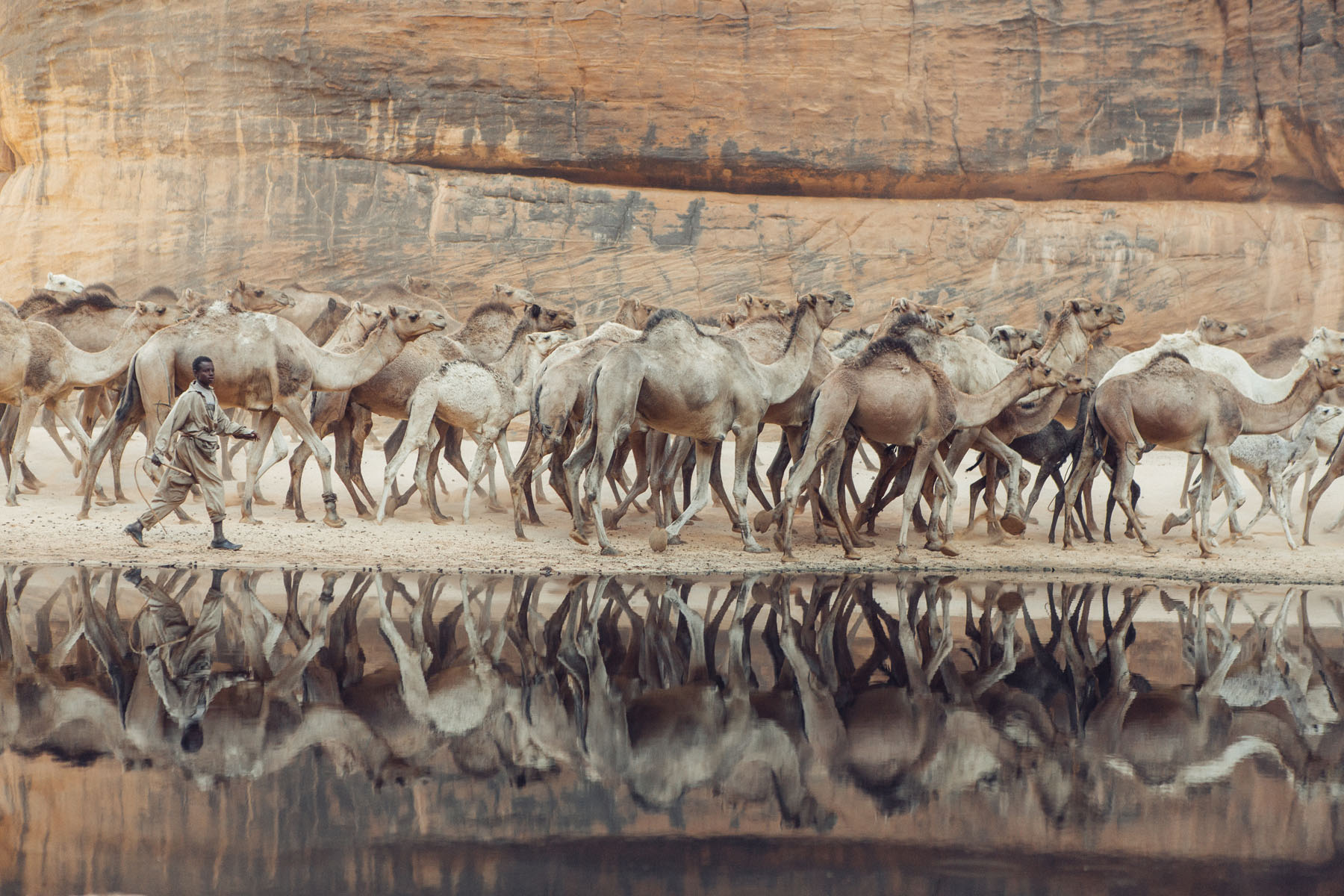 Camels at the Guelta d'Archei watering hole, Chad