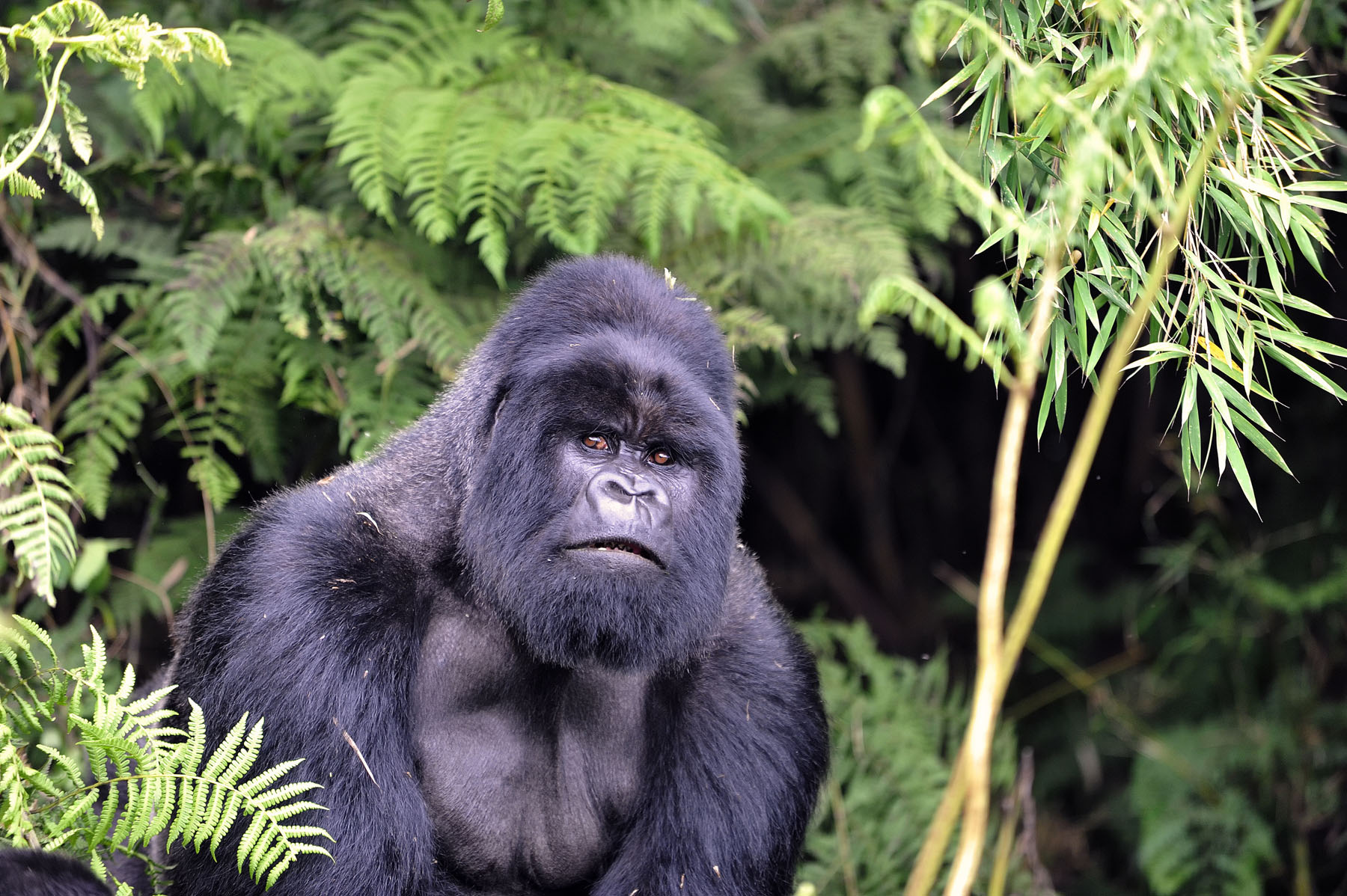 Bwindi Impenetrable Forest canopy in Uganda