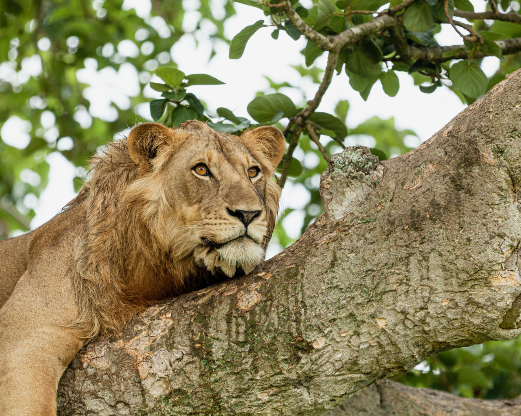 Tree-climbing lion in Ishasha, Queen Elizabeth National Park, Uganda