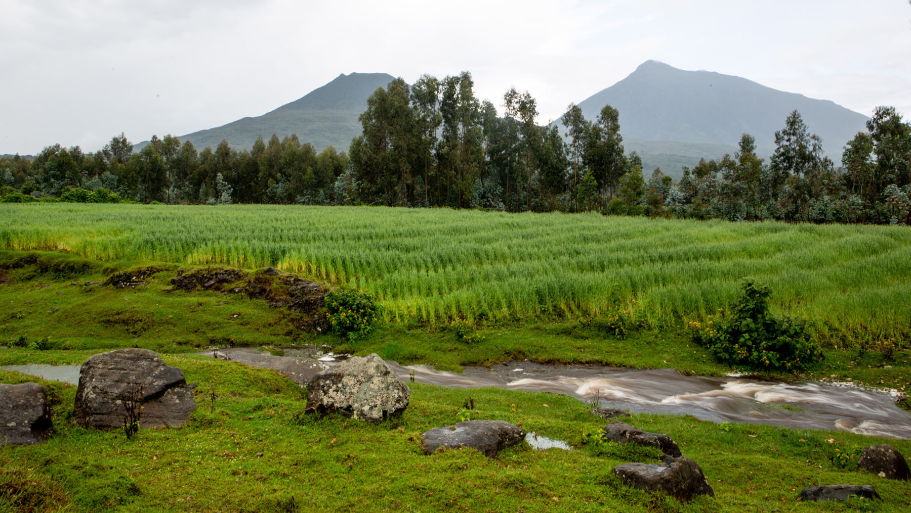 Ranger tracking gorillas in Volcanoes National Park, Rwanda