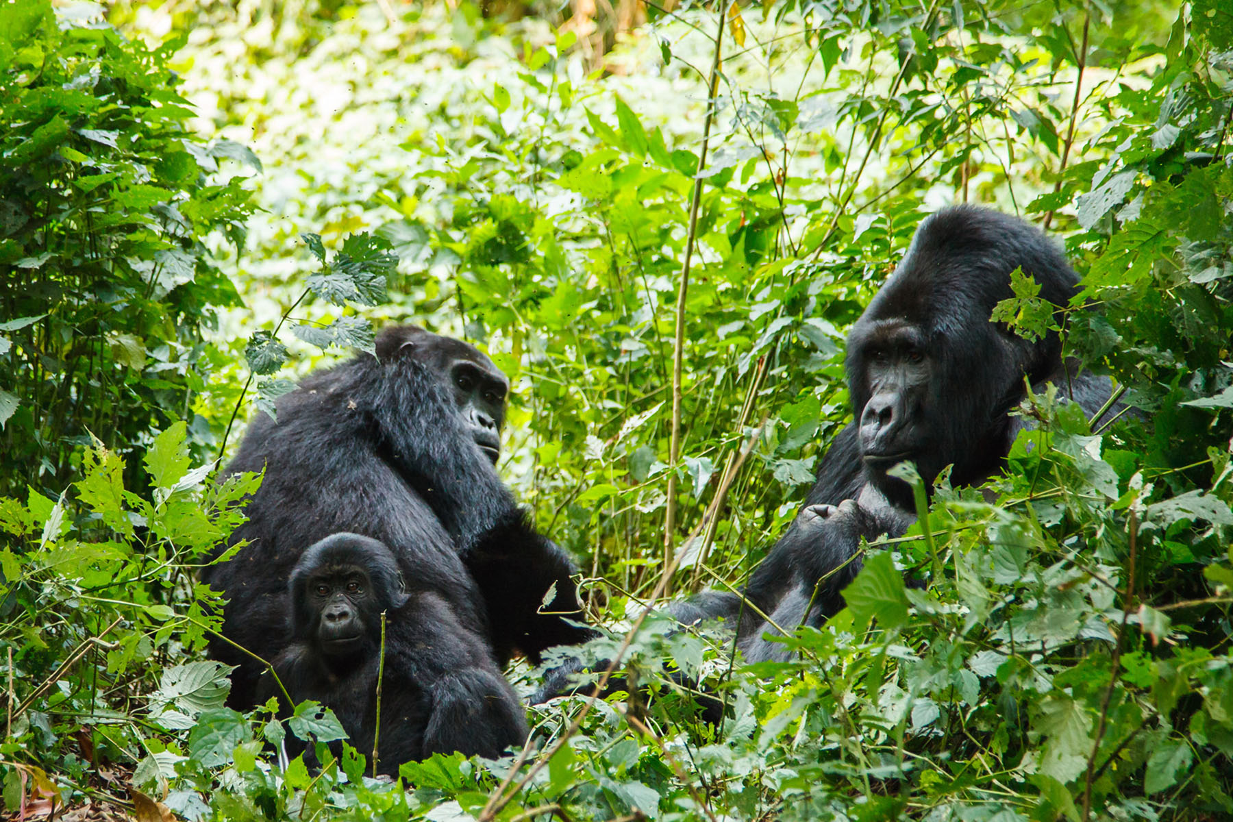 Green hills of Rwanda's volcanic highlands