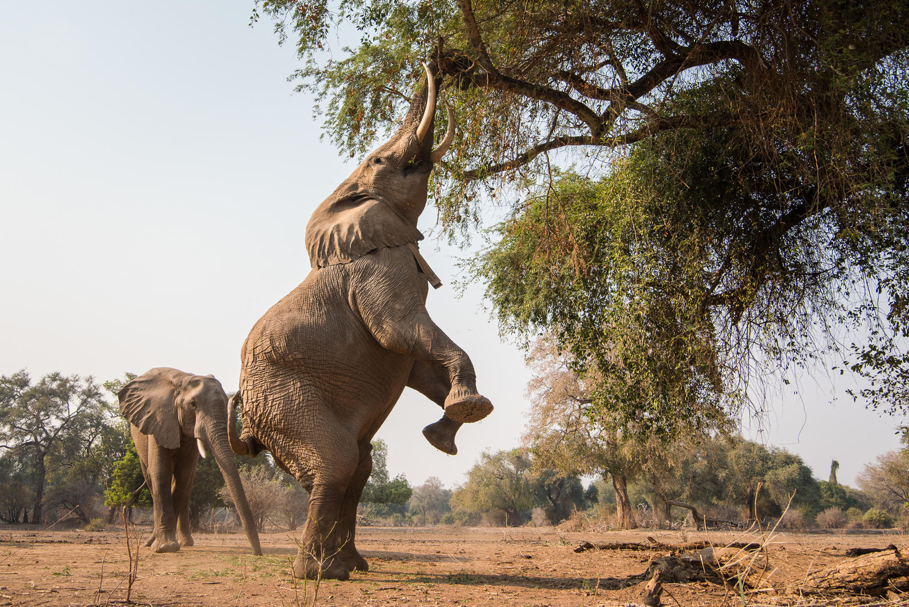 Zambezi River wildlife scene, Zimbabwe