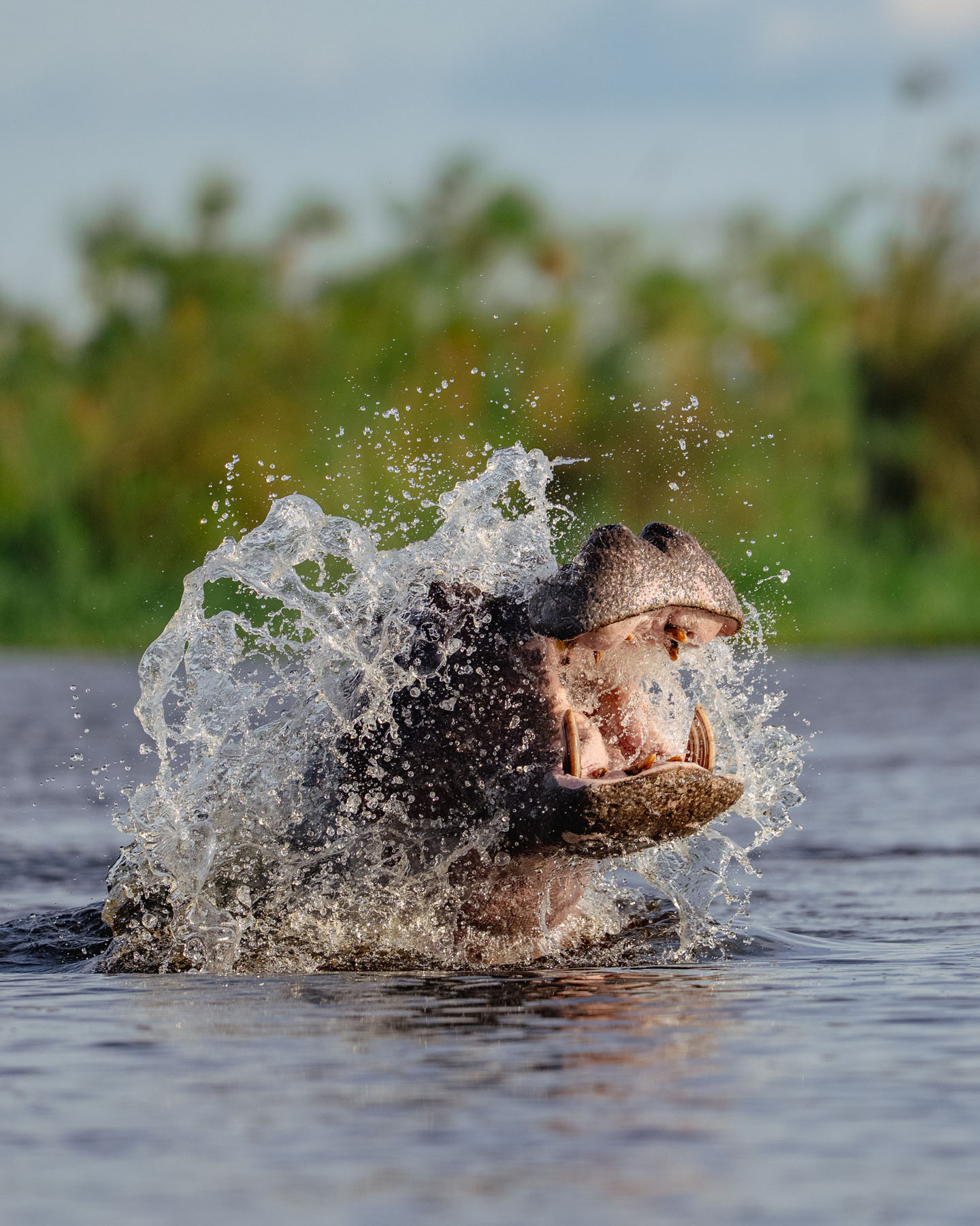 Wildlife concession camp, Botswana