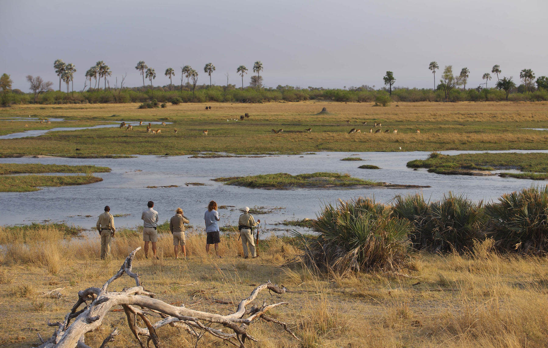 Buffalo herd in the Okavango Delta, Botswana