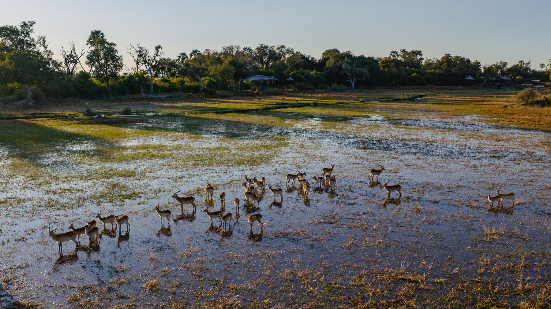 Wild dog in the Okavango Delta, Botswana