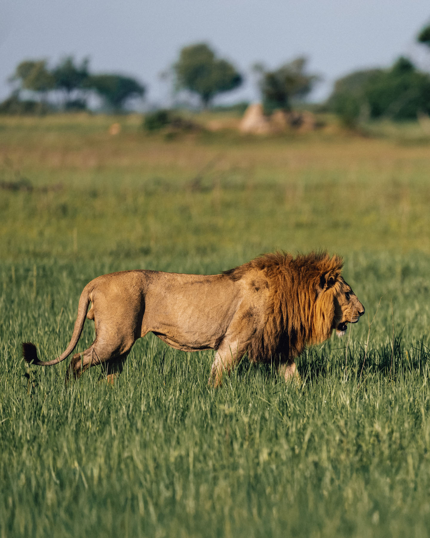 Golden light over the Botswana floodplains