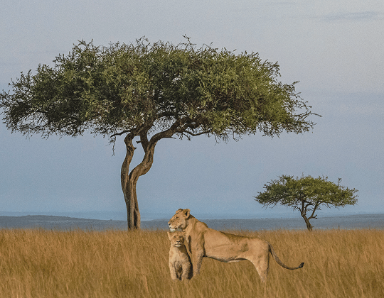 Two lions standing close together in tall grass near two acacia trees in a savannah landscape.