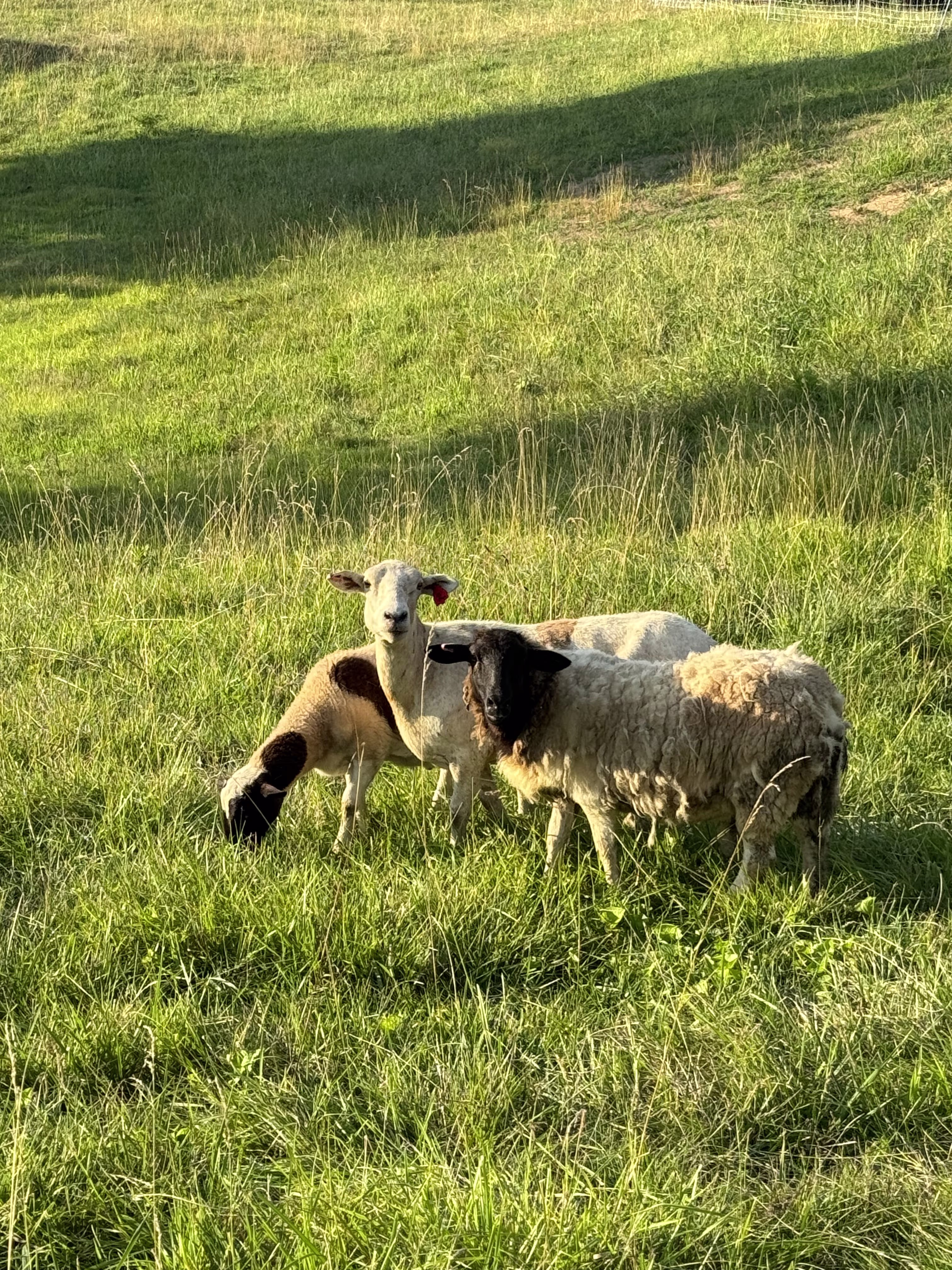 Three sheep stand in a sunlit pasture with tall green grass. One sheep has a white face with dark markings, another has a black face with thick wool, and the third has a brown and white coat while grazing. The background shows rolling grassy terrain with shadows cast by trees or fencing, suggesting a peaceful farm setting.