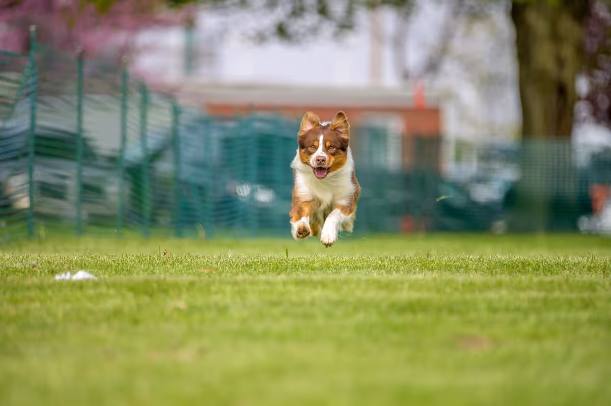 A red tri Australian Shepherd mid-run, suspended in the air with all four paws off the ground, racing across a lush green grass field. The dog has an excited expression with ears perked, eyes focused, and mouth slightly open. A green fence and blurred buildings are visible in the background, adding depth to the action shot.