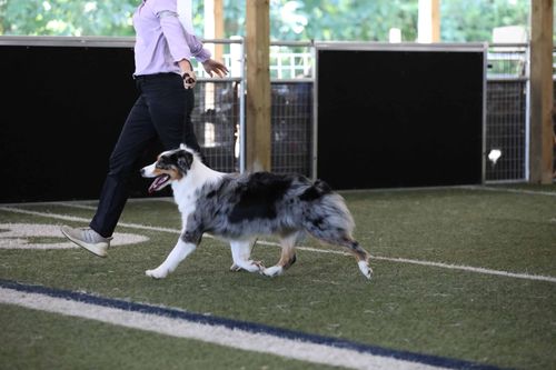 Person walking an Australian Shepherd dog on a leash across an indoor turf field.
