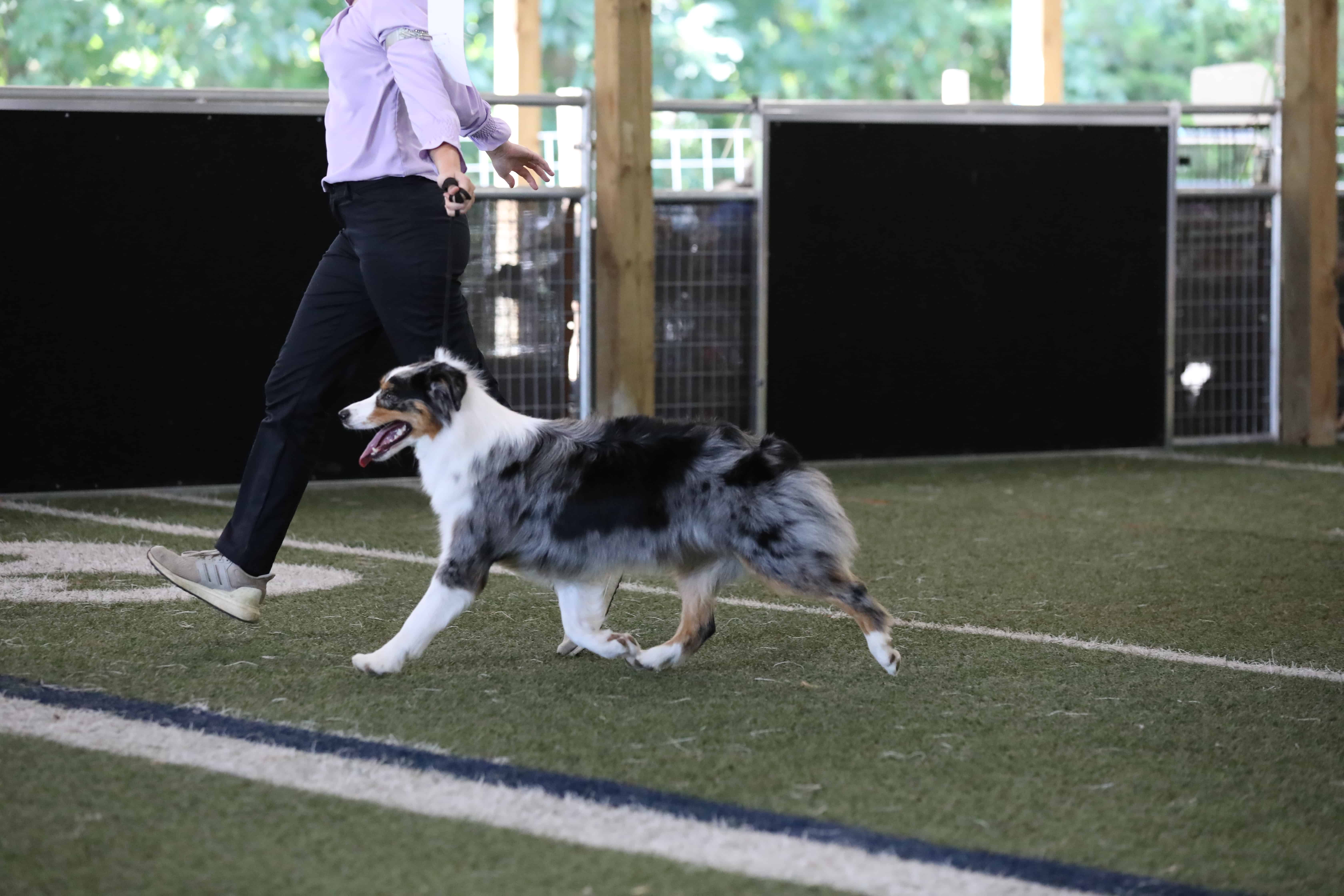 Person walking an Australian Shepherd dog on a leash across an indoor turf field.