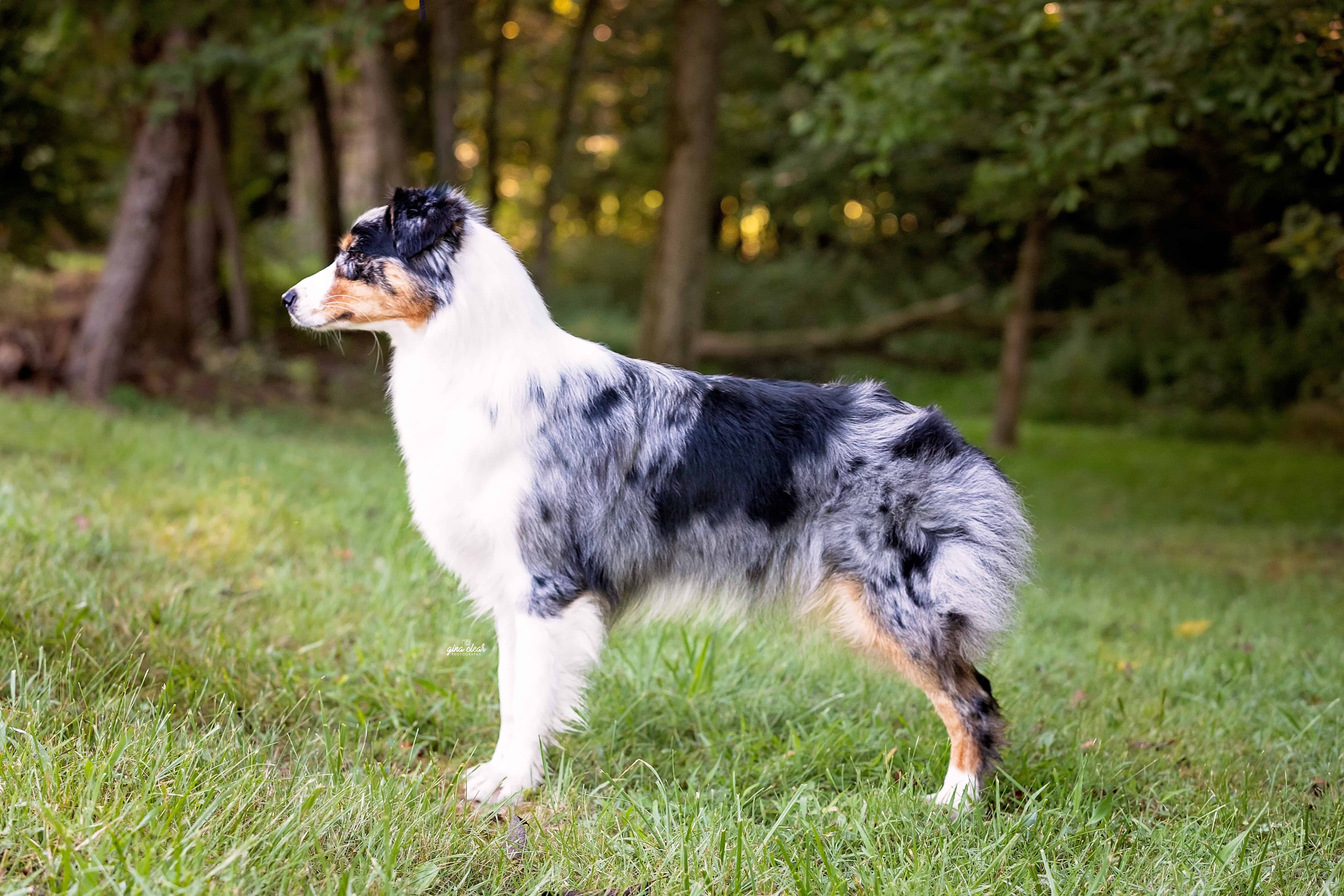 Side profile of a blue merle Australian Shepherd dog standing on grass with a wooded background.