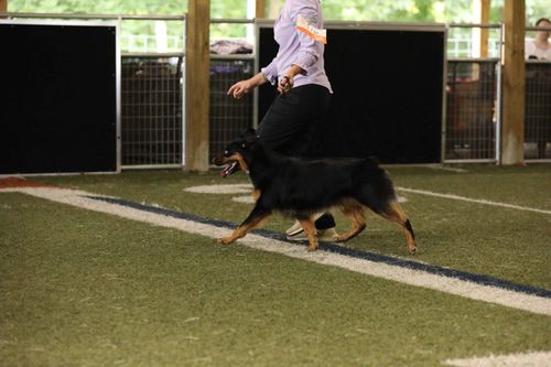 Person walking a black and tan dog on a leash indoors on artificial turf with numbered armband visible.