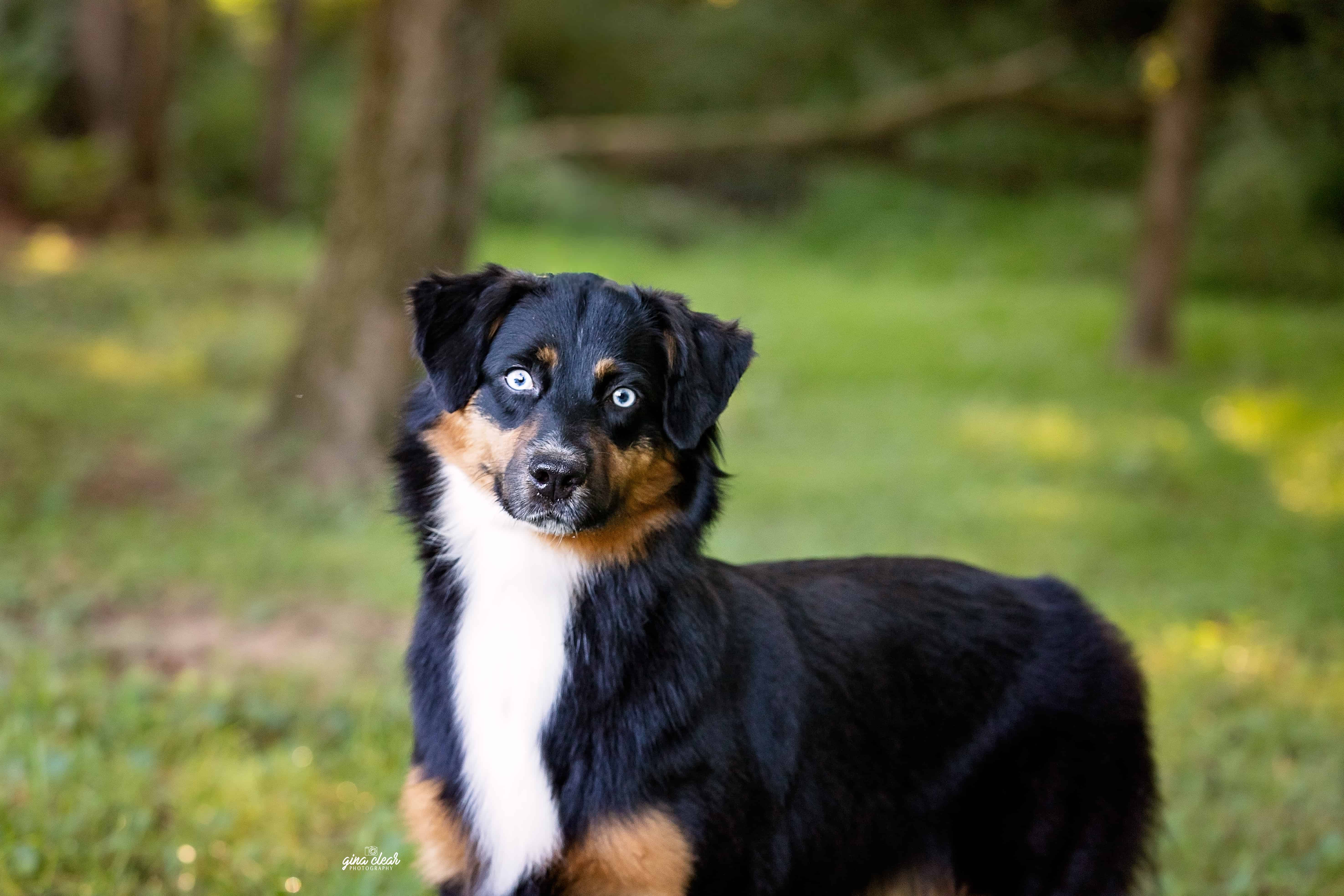 Black and tan Australian Shepherd dog with blue eyes standing on grass in a blurred outdoor setting.